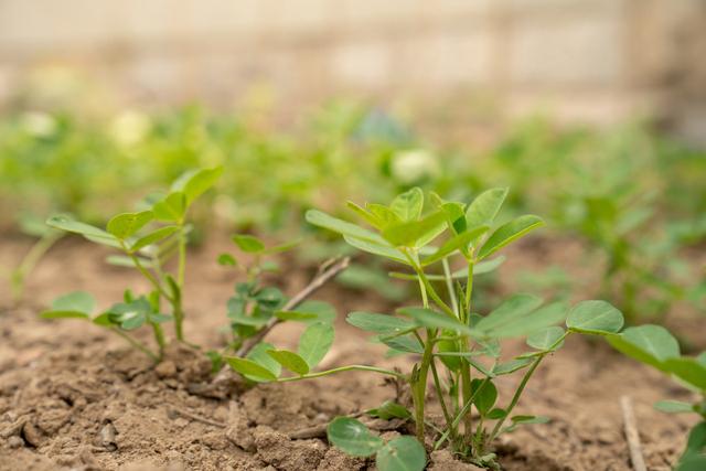 花生发生烂种的原因及补救措施