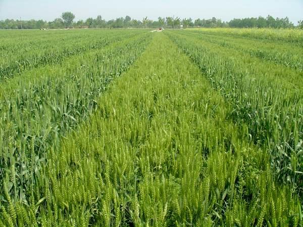 麦田高效除草措施有哪些